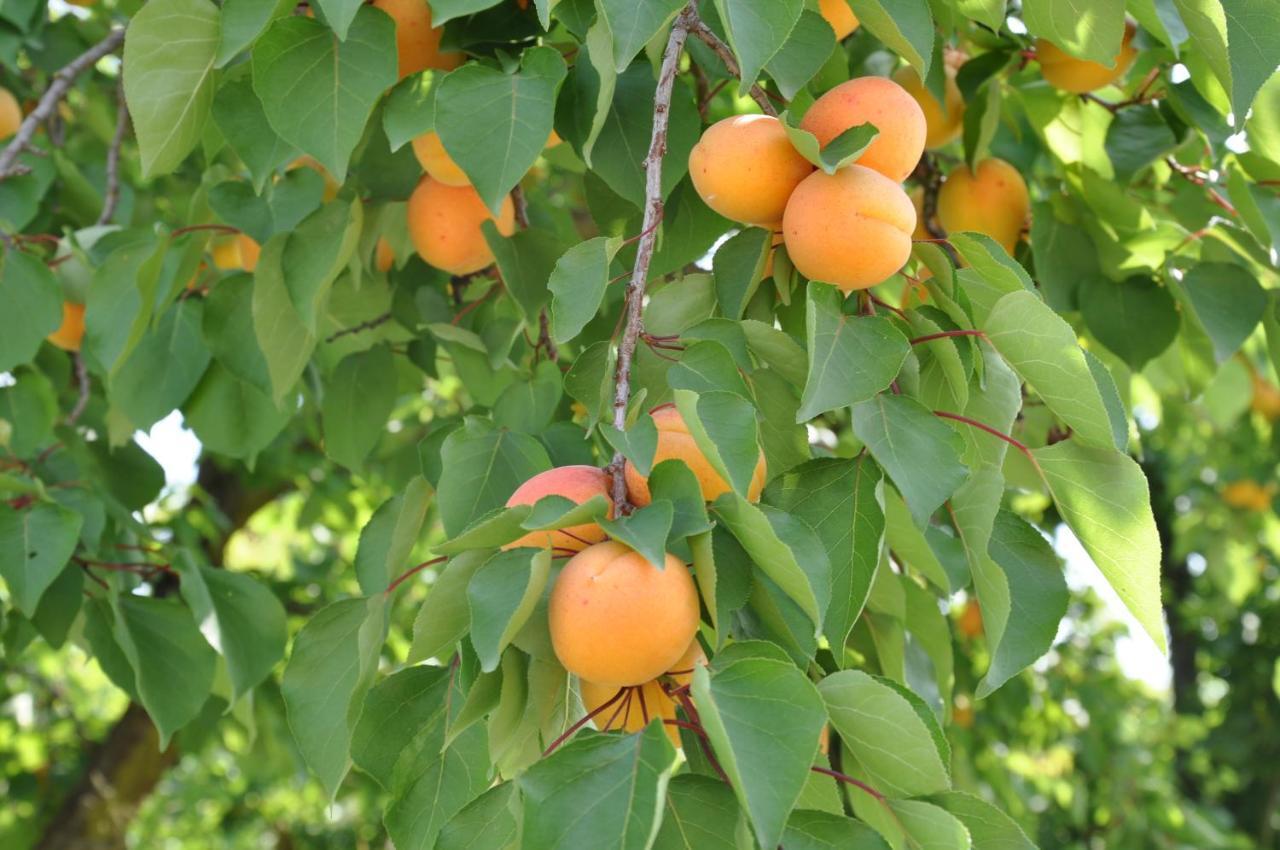 Gite Abricotier Crozes-Hermitage Εξωτερικό φωτογραφία